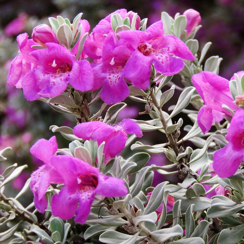 Aromatic Leaves Are Unappealing