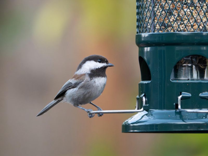 Around Bird Feeders And Wildlife Paths Around Bird Feeders And Wildlife Paths