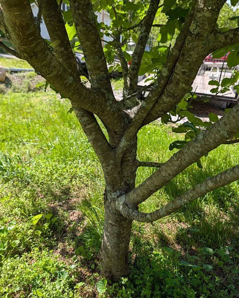 Around Tree Bases And Shrubs