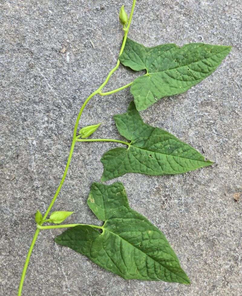 Arrow-Shaped Leaves Help Identify It