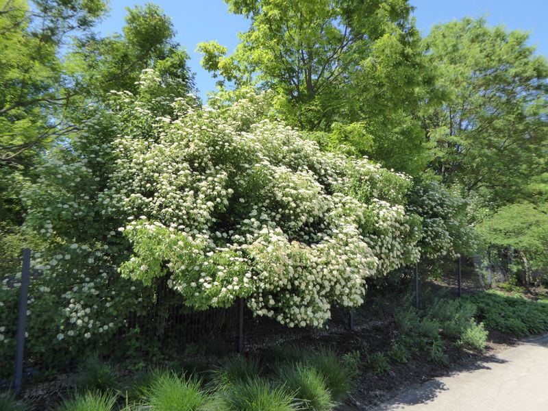 Arrowwood Viburnum Gets Overshadowed By Flashier Shrubs Arrowwood Viburnum Gets Overshadowed By Flashier Shrubs