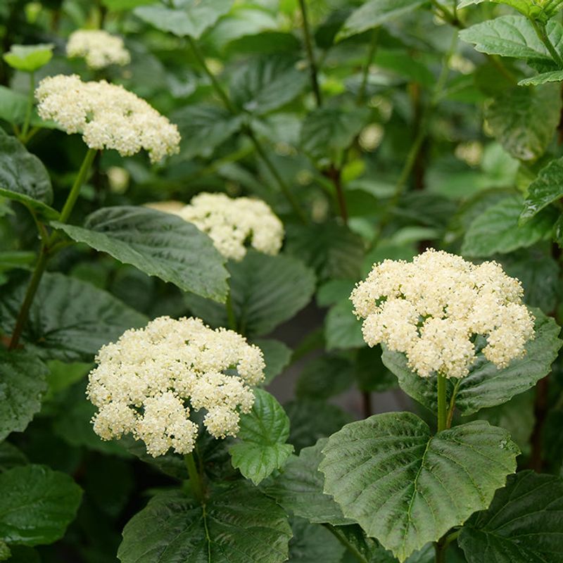Arrowwood Viburnum Softens Screening With Seasonal Interest