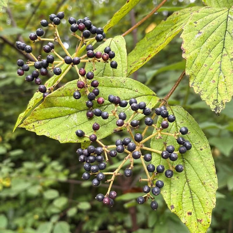 Arrowwood Viburnum Supports Birds With Native Fruit