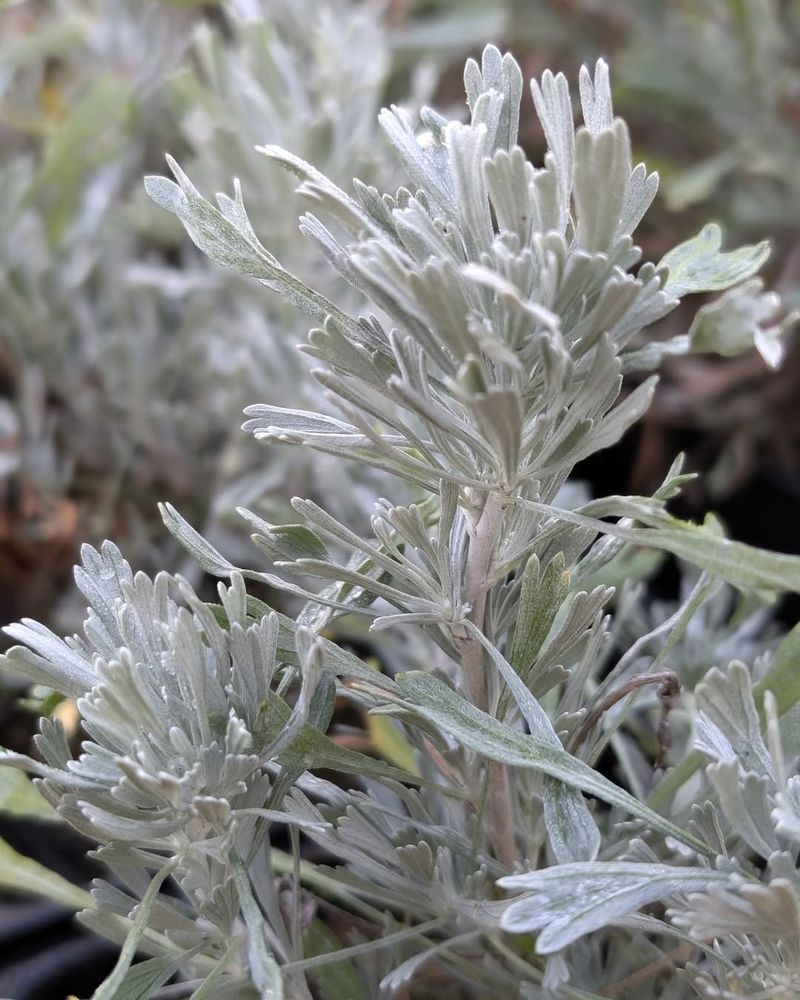 Artemisia Produces Strongly Scented Silver Foliage Artemisia Produces Strongly Scented Silver Foliage