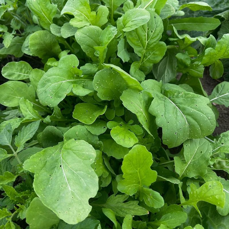 Arugula (Eruca Sativa)