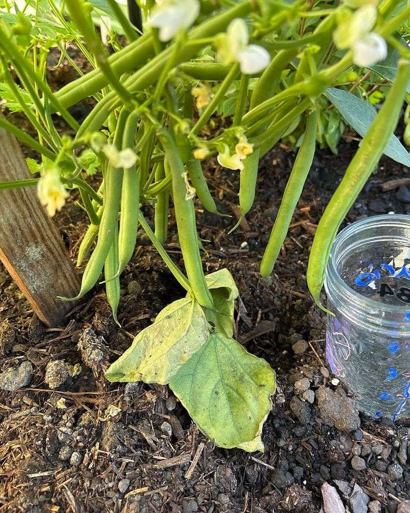 Arugula - Grow Bush Beans Instead Arugula - Grow Bush Beans Instead