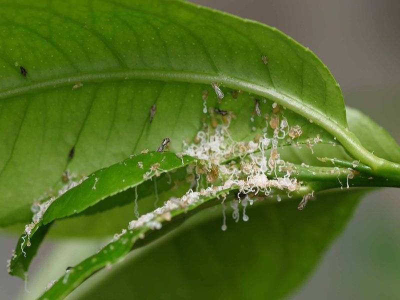 Asian Citrus Psyllid Is The Pest To Take Seriously