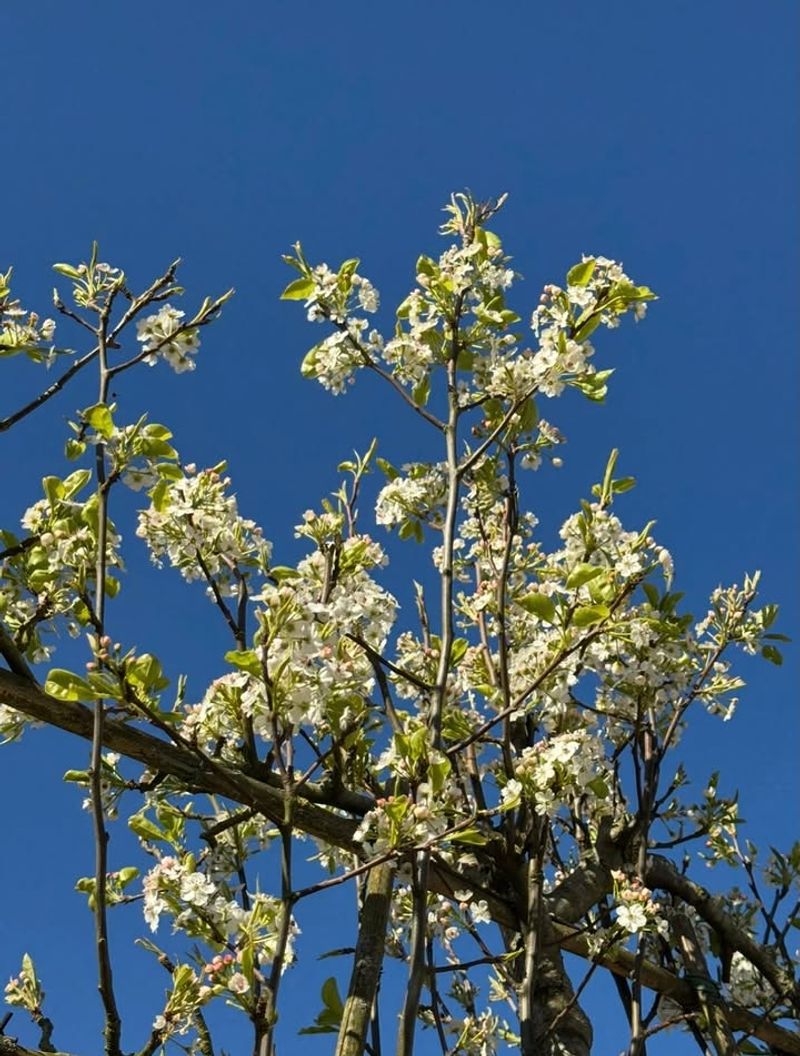 Asian Pears Create A Productive Screen With Spring Flowers Asian Pears Create A Productive Screen With Spring Flowers