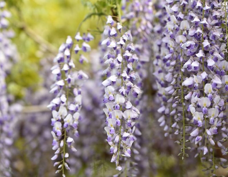 Asian Wisteria Is Not Worth The Trouble