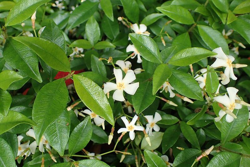 Asiatic Jasmine Covers Ground Where Weeds Often Appear Asiatic Jasmine Covers Ground Where Weeds Often Appear