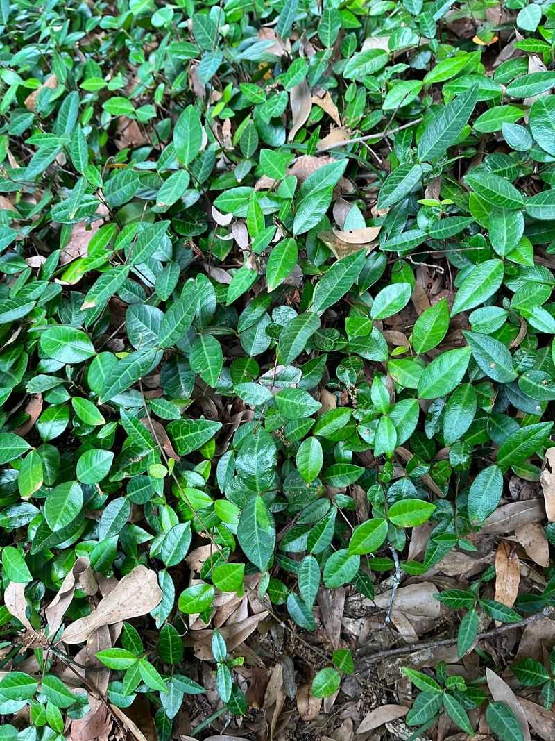 Asiatic Jasmine Covers Larger Beds