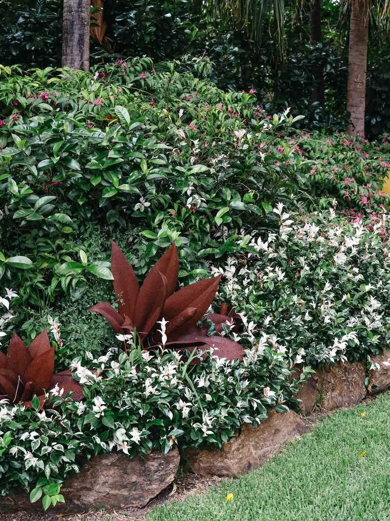 Asiatic Jasmine Creates Thick Cover Across Garden Beds Asiatic Jasmine Creates Thick Cover Across Garden Beds