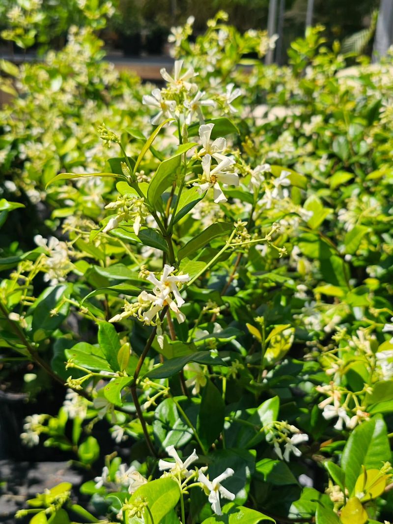 Asiatic Jasmine Shades Soil In Hot Georgia Beds Asiatic Jasmine Shades Soil In Hot Georgia Beds