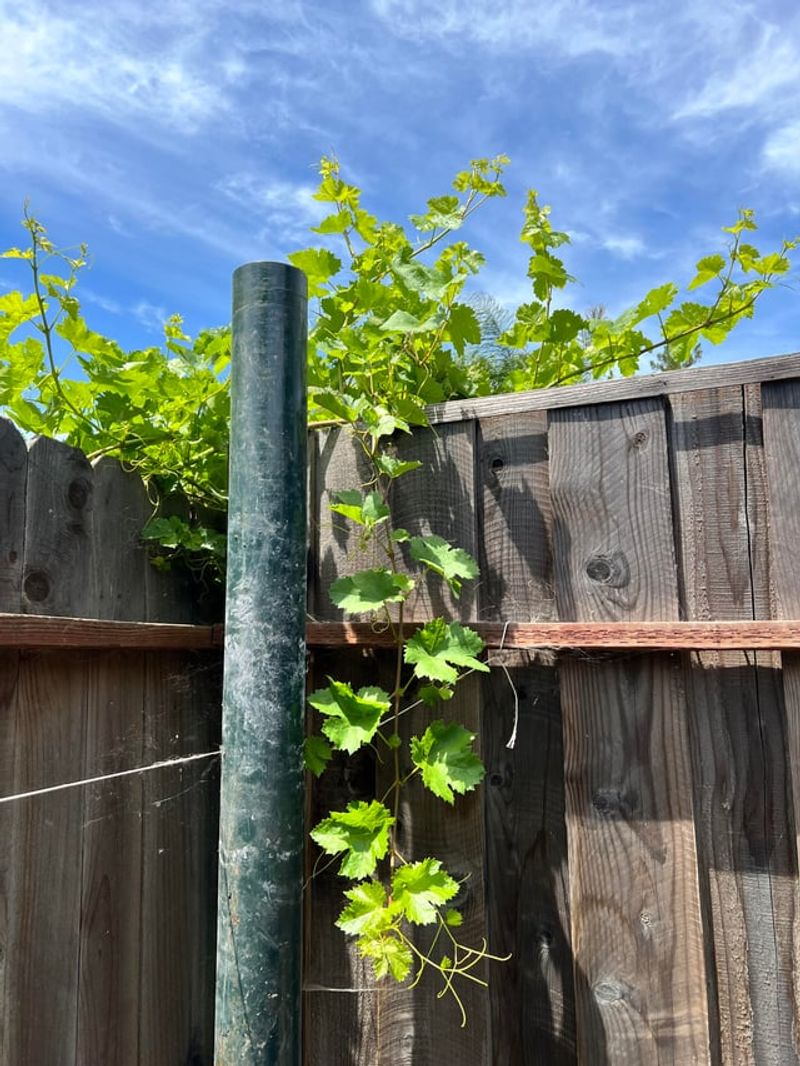 Ask Before Using Herbicide Near The Fence Ask Before Using Herbicide Near The Fence
