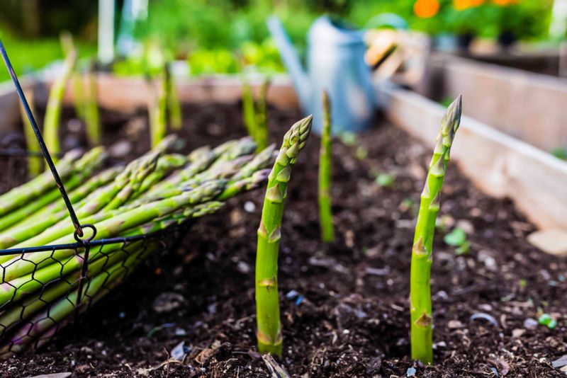 Asparagus Needs Feeding After Harvest Asparagus Needs Feeding After Harvest