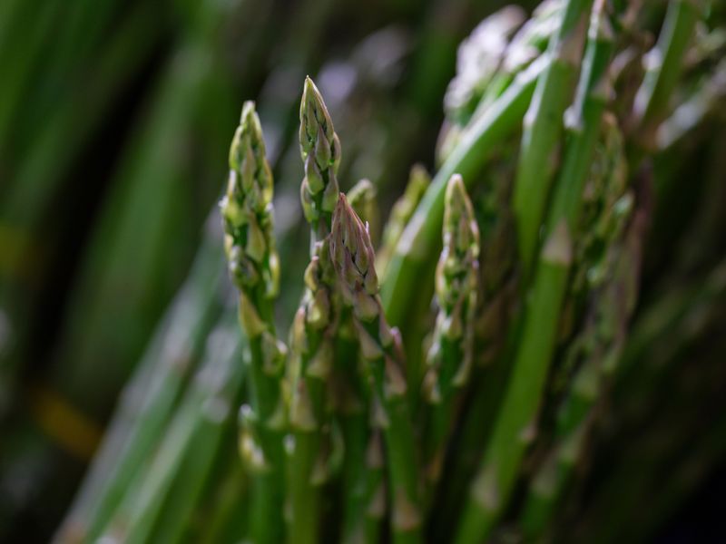 Asparagus 