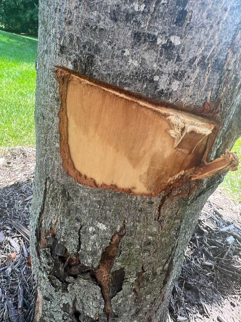 Assess How Much Bark Was Damaged