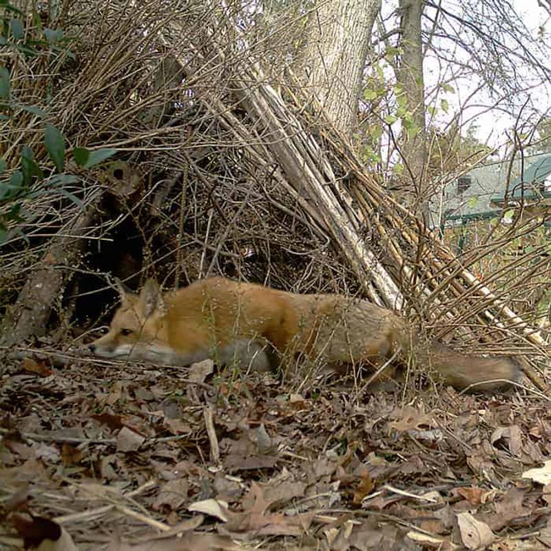 Assess Yard Habitat Features Assess Yard Habitat Features