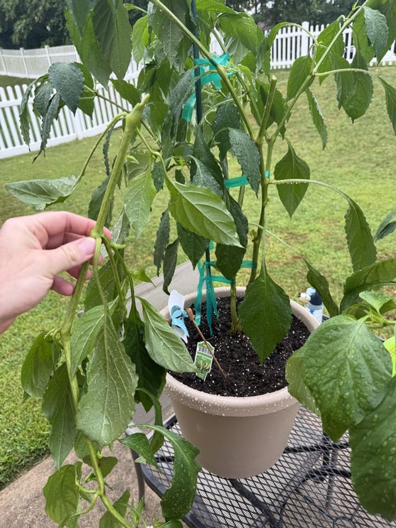 Assessing The Damage Before You Prune Or Pull Anything