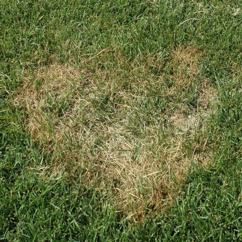 Assuming Every Brown Patch Is Fungus