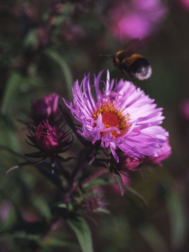 Asters Carry The Late-Season Shift