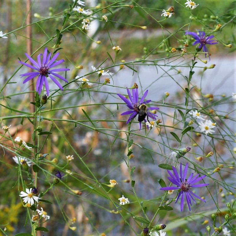 Asters Put More Energy Into Branching Asters Put More Energy Into Branching