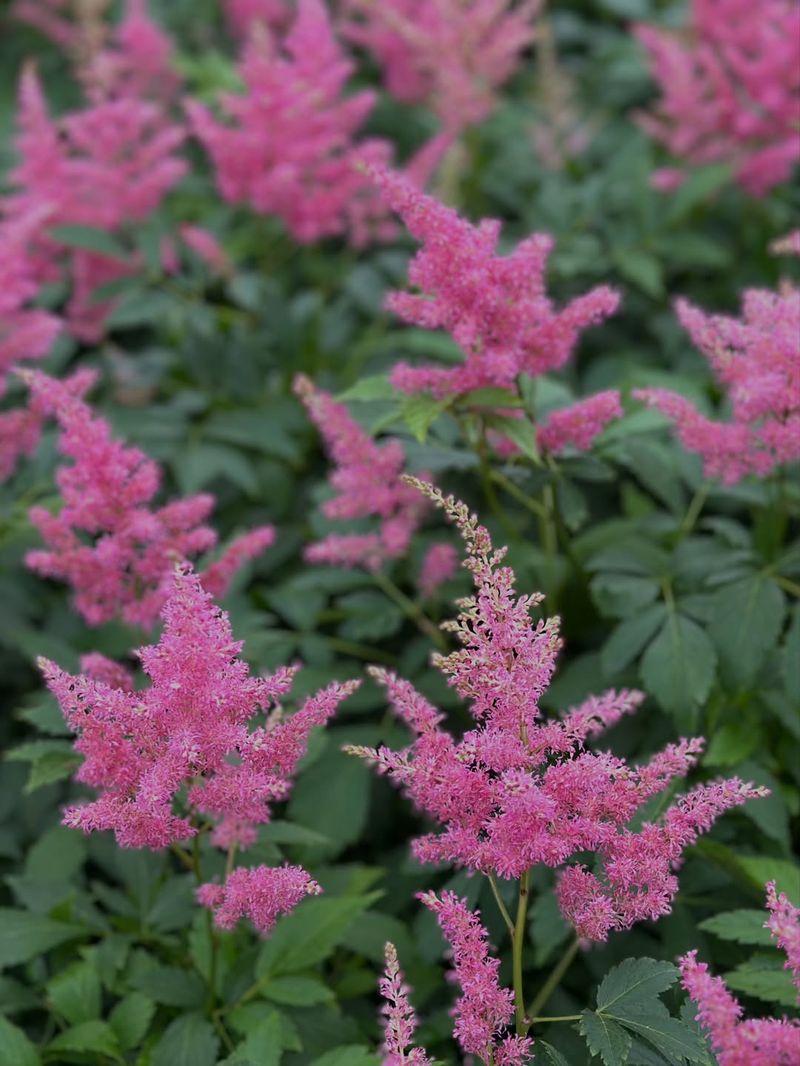 Astilbe (Astilbe Spp.)