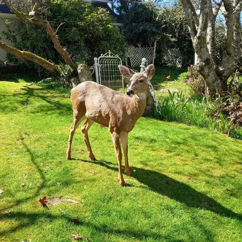 Attracting Deer And Rodents
