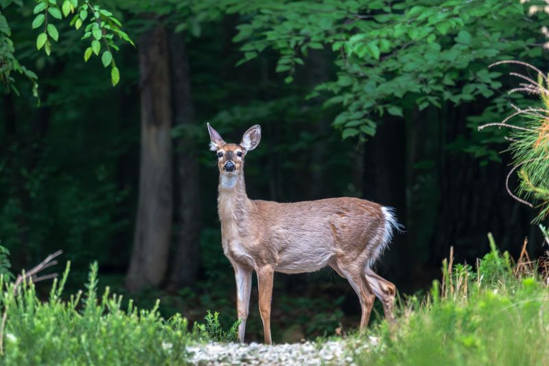 Attracting Deer Into The Yard