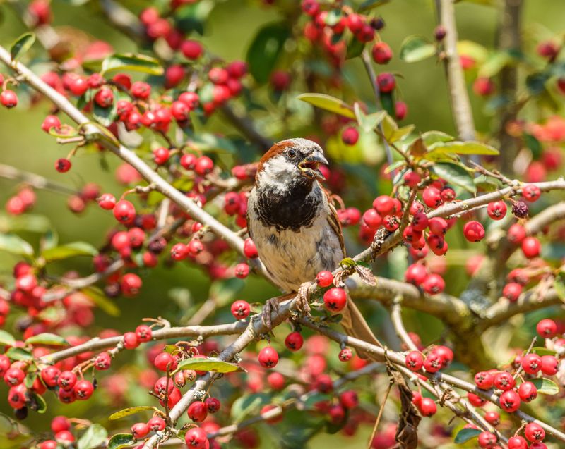 Attracting More Birds Attracting More Birds