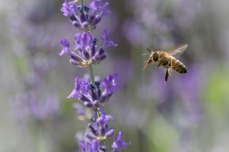 Attracting Too Few Bees For Proper Pollination Attracting Too Few Bees For Proper Pollination