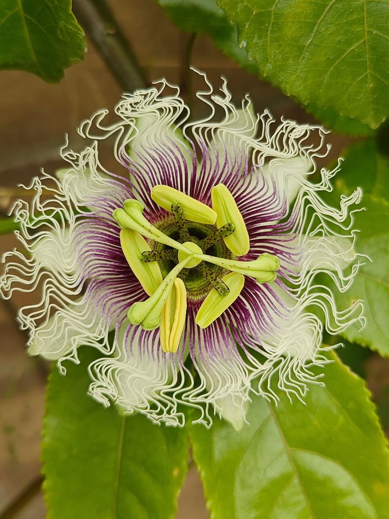 Attractive Blooms