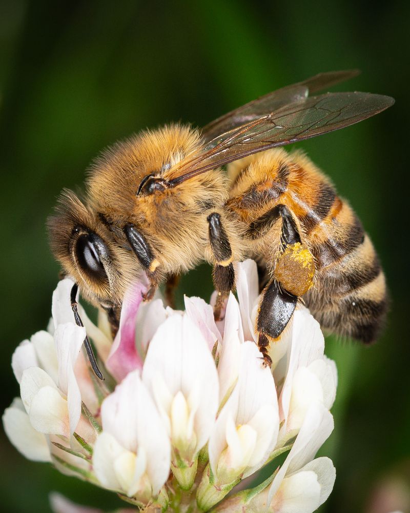Attracts Bees And Beneficial Pollinators Attracts Bees And Beneficial Pollinators