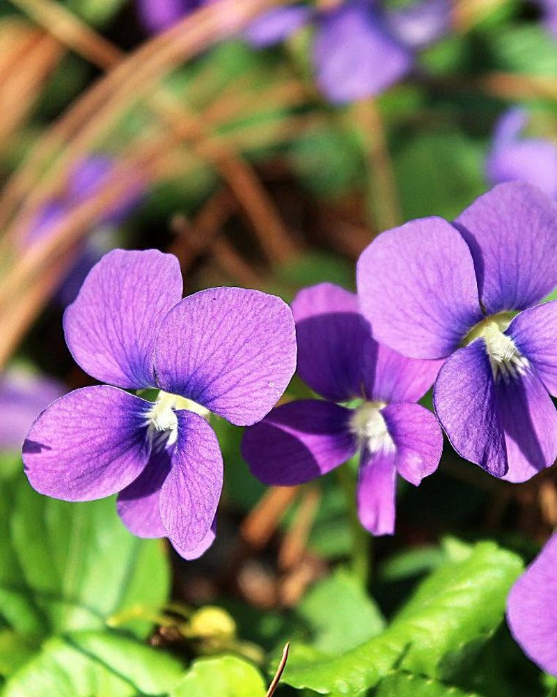 Attracts Bees And Butterflies Naturally Attracts Bees And Butterflies Naturally