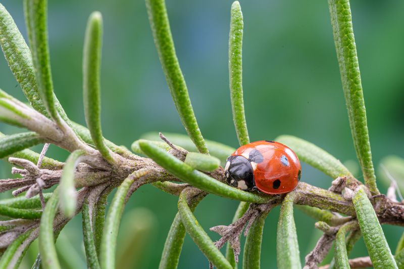 Attracts Beneficial Insects Attracts Beneficial Insects