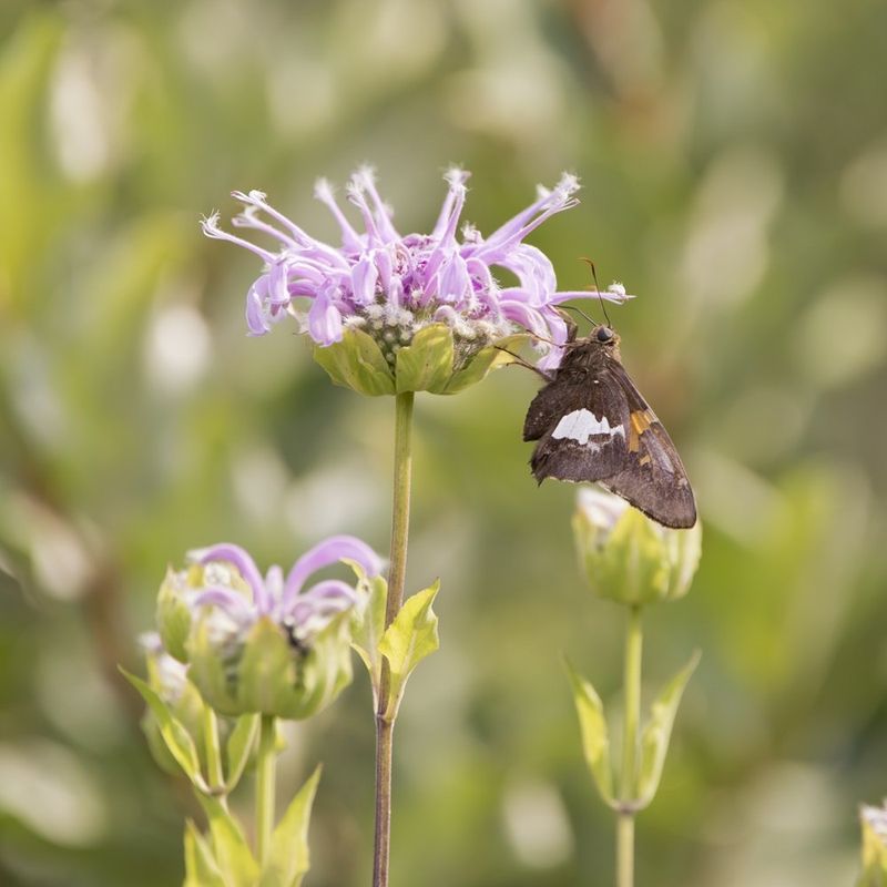 Attracts Beneficial Wildlife Attracts Beneficial Wildlife