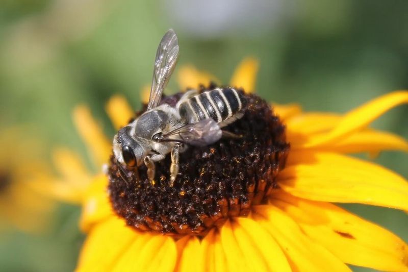 Attracts Pollinators All Season Long