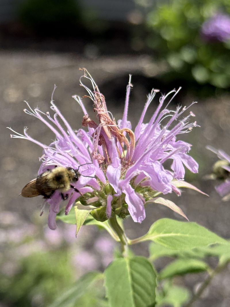 Attracts Pollinators While Self-Seeding All Season Long Attracts Pollinators While Self-Seeding All Season Long