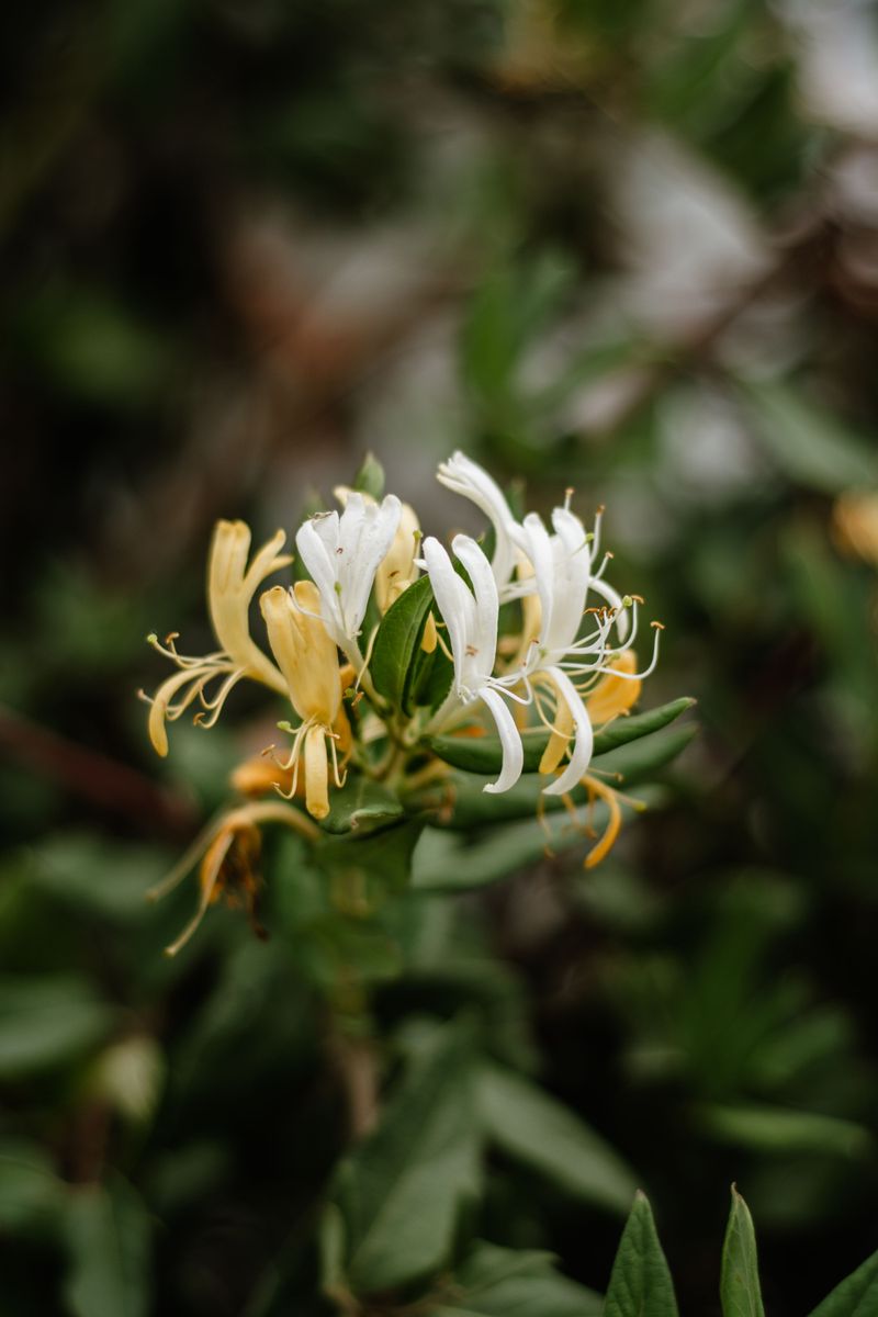 Attracts Pollinators Attracts Pollinators