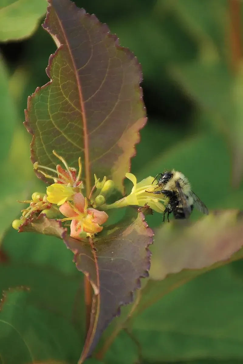 Attracts Pollinators