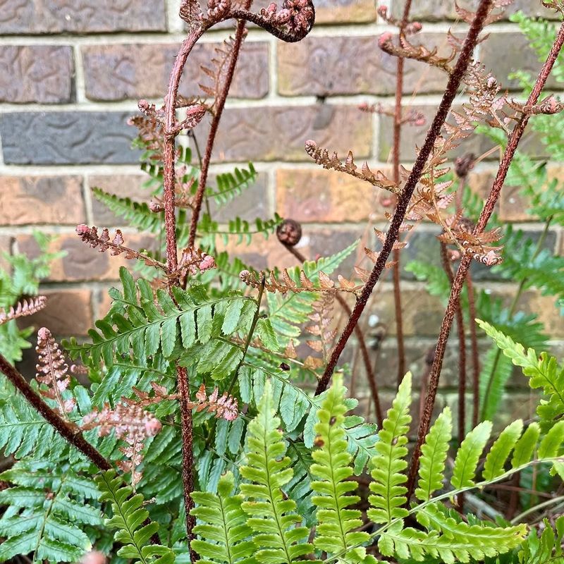 Autumn Fern Stays Attractive In Dry Shade Autumn Fern Stays Attractive In Dry Shade