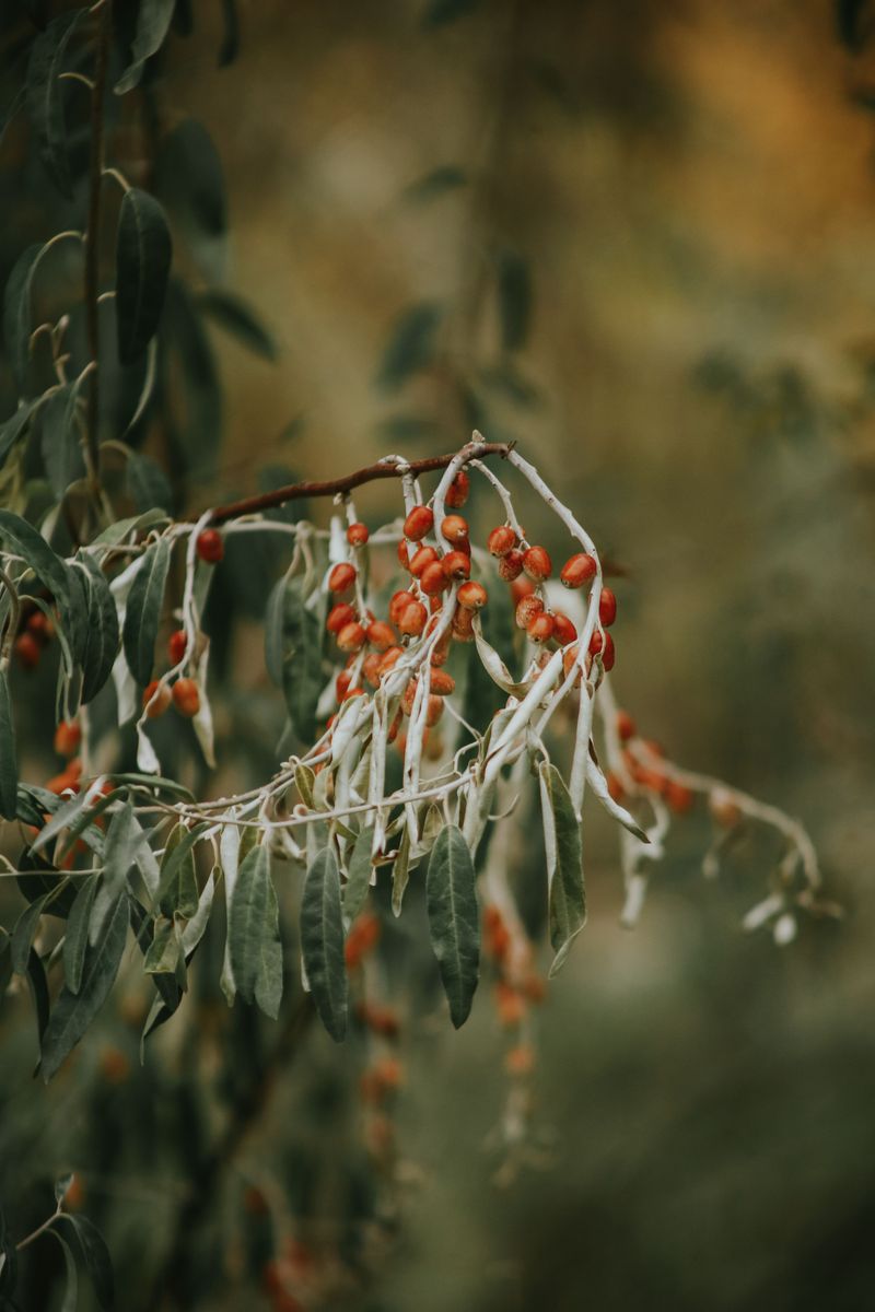 Autumn Olive Looks Harmless Until It Rewrites Your Soil