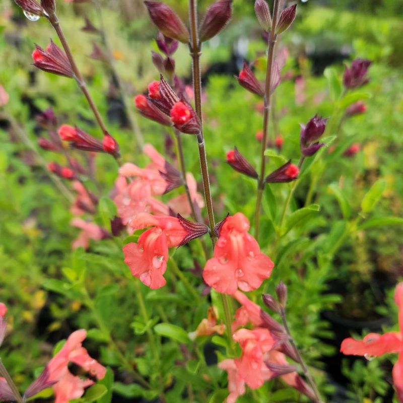 Autumn Sage Autumn Sage