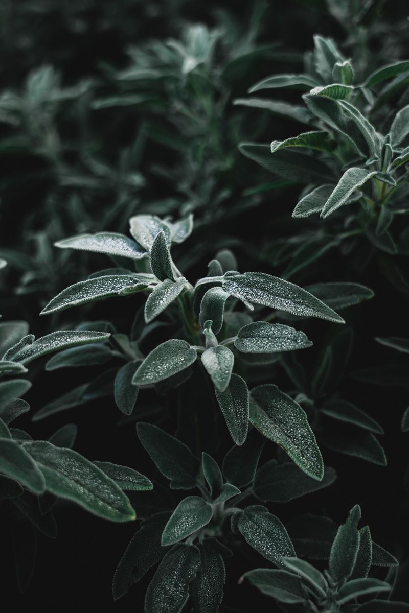 Autumn Sage