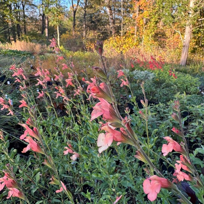 Autumn Sage