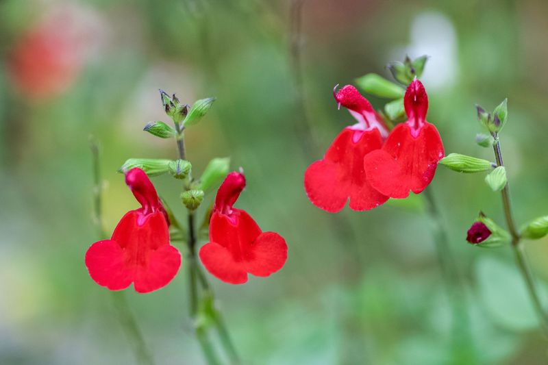 Autumn Sage Brings Color With Less Water
