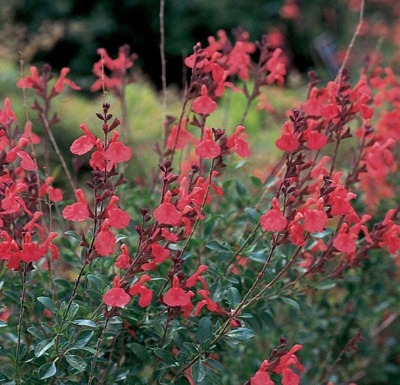 Autumn Sage Returns With Color After Hot Spells