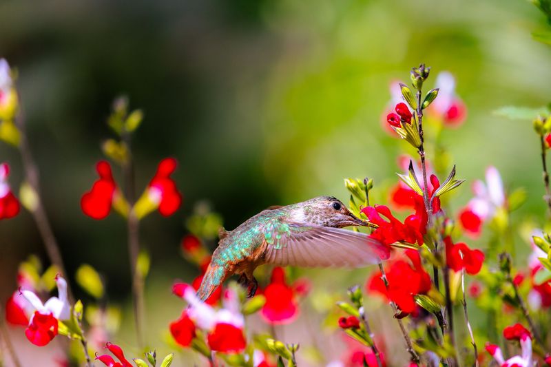 Autumn Sage (Salvia Greggii)