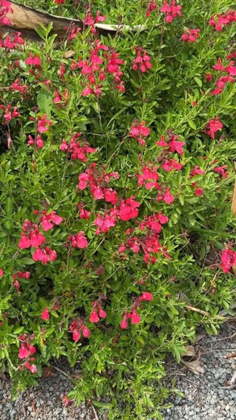 Autumn Sage (Salvia Greggii)