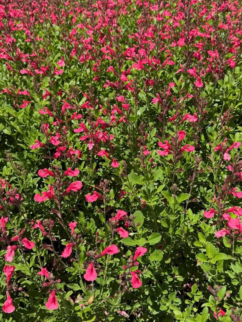 Autumn Sage (Salvia greggii)